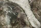 Polished Devonian Fossil Coral and Bryozoan Plate - Morocco #365144-1